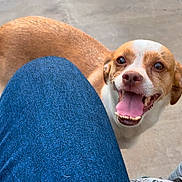 Scooby joined the competition — help win amazing prizes! animal, beagle, bodypart, boxer, bulldog, canine, chihuahua, clothing, dog, hound, jeans, labradorretriever, mouth, pants, person, pet, pitbull, pointer, puppy, teeth