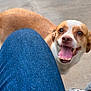 animal, beagle, bodypart, boxer, bulldog, canine, chihuahua, clothing, dog, hound, jeans, labradorretriever, mouth, pants, person, pet, pitbull, pointer, puppy, teeth