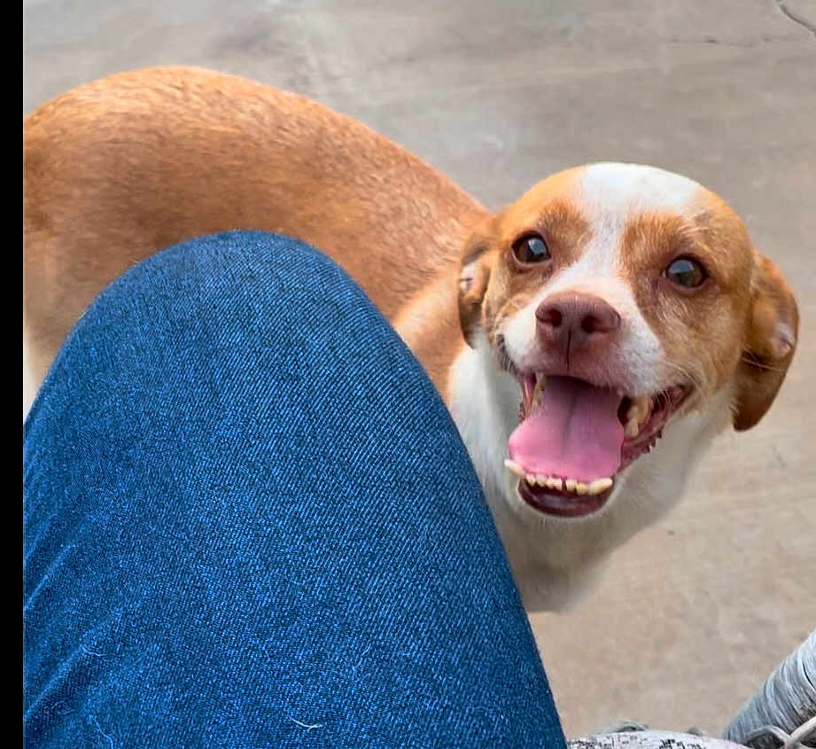 Scooby