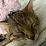 Medina participe au concours pour gagner de l'argent avec cette photo : cat, tabby, sleeping, close_up, whiskers, fur, nose, ear, blanket, plush, soft_texture, indoor, resting, cute, pet, cozy, nap, relaxed, animal, feline
