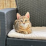 Medina a rejoint le concours — aidez-le/la à gagner de superbes lots ! cat, tabby_cat, pet, animal, sitting, chair, cushion, wicker_chair, outdoor, furniture, relaxed, looking_at_camera, brown, striped, ears, whiskers, eyes, bamboo_screen, natural_light, cozy