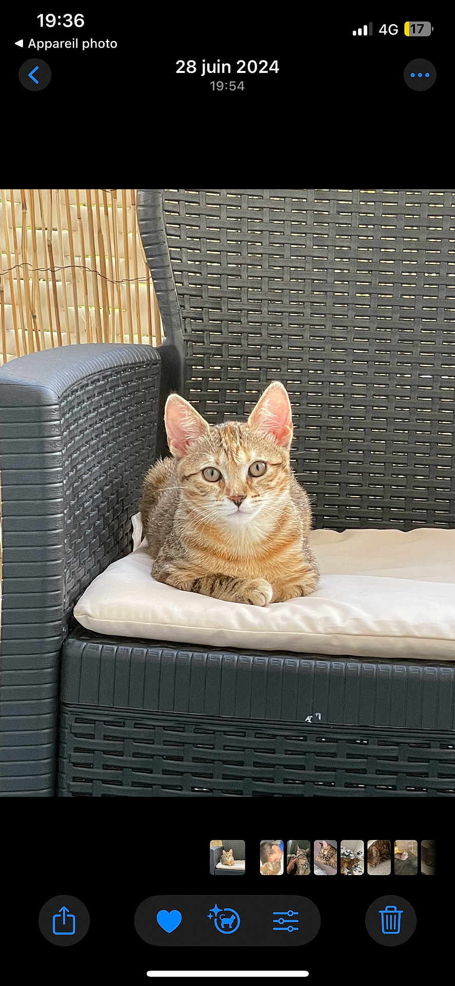 Medina a rejoint le concours — aidez-le/la à gagner de superbes lots ! cat, tabby_cat, pet, animal, sitting, chair, cushion, wicker_chair, outdoor, furniture, relaxed, looking_at_camera, brown, striped, ears, whiskers, eyes, bamboo_screen, natural_light, cozy