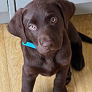 Remus joined the competition — help win amazing prizes! puppy, dog, labrador, brown, collar, floor, wooden_floor, pet, cute, young, indoor, animal, canine, looking_up, ears, fur, paws, sitting, adorable, domestic