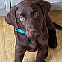puppy, dog, labrador, brown, collar, floor, wooden_floor, pet, cute, young, indoor, animal, canine, looking_up, ears, fur, paws, sitting, adorable, domestic
