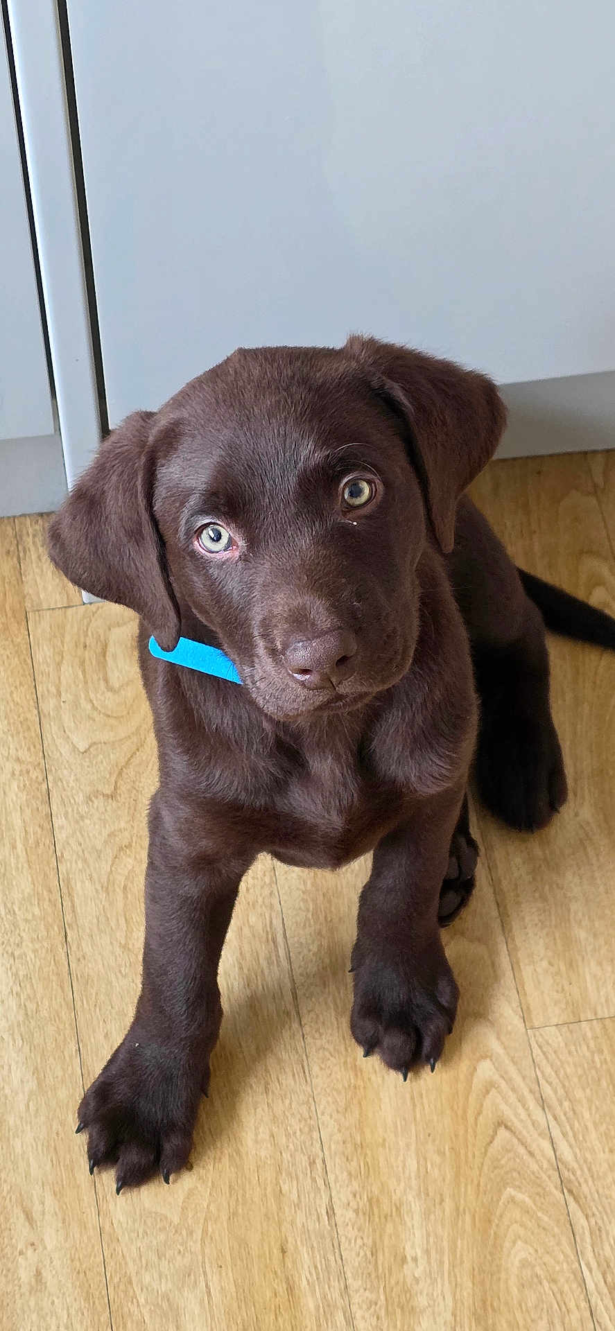 Remus joined the competition — help win amazing prizes! puppy, dog, labrador, brown, collar, floor, wooden_floor, pet, cute, young, indoor, animal, canine, looking_up, ears, fur, paws, sitting, adorable, domestic