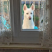 Ghetro a rejoint le concours — aidez-le/la à gagner de superbes lots ! alone, animal, backyard, balcony, blue_eyes, daylight, dog, fence, glass_door, green_lawn, house, lace_curtains, looking, outdoor, pet, portrait, quiet, waiting, white_dog, window