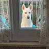 alone, animal, backyard, balcony, blue_eyes, daylight, dog, fence, glass_door, green_lawn, house, lace_curtains, looking, outdoor, pet, portrait, quiet, waiting, white_dog, window