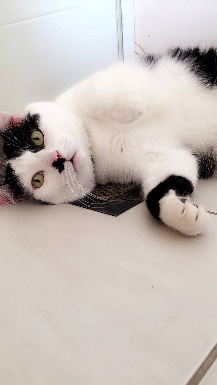 Mogwaï a rejoint le concours — aidez-le/la à gagner de superbes lots ! carnivore, cat, felidae, fur, kitten, nose, paw, persian, polydactyl_cat, ragdoll, skin, small_to_medium_sized_cats, snout, tail, turkish_van, whiskers