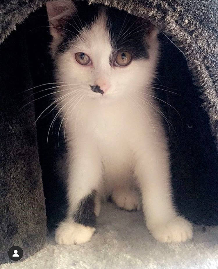 Mogwaï a rejoint le concours — aidez-le/la à gagner de superbes lots ! aegean_cat, american_wirehair, black_and_white, carnivore, cat, domestic_short_haired_cat, european_shorthair, eye, felidae, fur, kitten, mammal, nose, paw, polydactyl_cat, skin, small_to_medium_sized_cats, snout, tail, whiskers