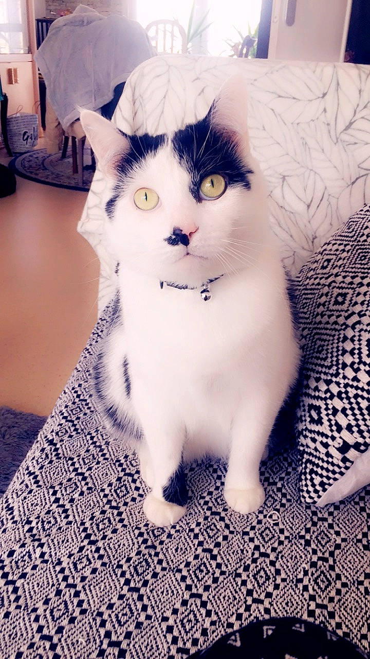 Mogwaï a rejoint le concours — aidez-le/la à gagner de superbes lots ! aegean_cat, american_curl, american_wirehair, asian, black_and_white, burmilla, carnivore, cat, domestic_short_haired_cat, european_shorthair, eye, felidae, fur, kitten, munchkin, ragdoll, small_to_medium_sized_cats, turkish_angora, turkish_van, whiskers