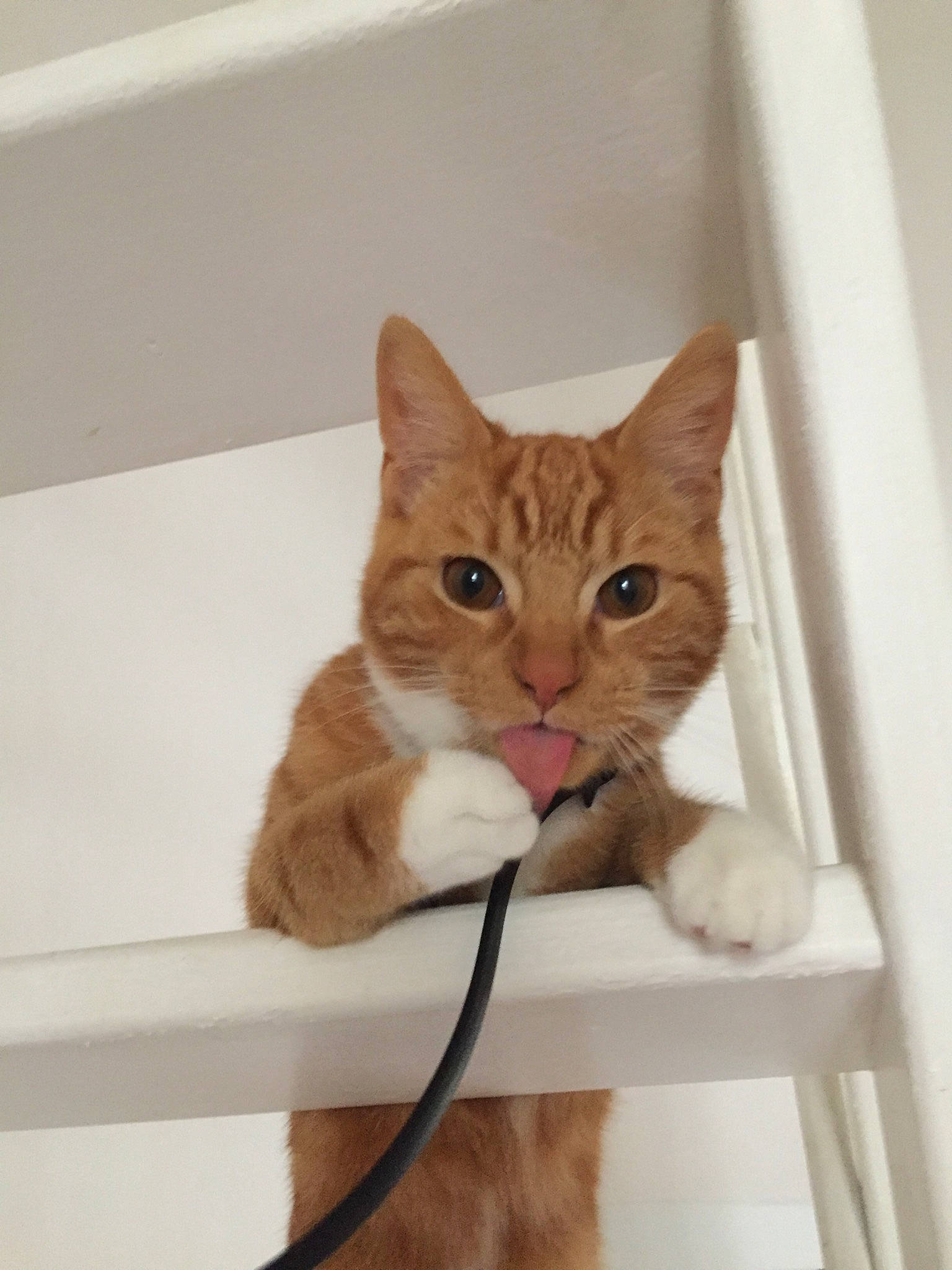 Rio a rejoint le concours — aidez-le/la à gagner de superbes lots ! aegean_cat, asian, carnivore, cat, domestic_short_haired_cat, european_shorthair, eye, fawn, felidae, fur, kitten, ojos_azules, small_to_medium_sized_cats, tabby_cat, whiskers