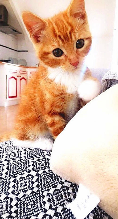 Rio a rejoint le concours — aidez-le/la à gagner de superbes lots ! aegean_cat, american_shorthair, american_wirehair, asian, carnivore, cat, domestic_short_haired_cat, european_shorthair, fawn, felidae, fur, kitten, mammal, munchkin, paw, polydactyl_cat, small_to_medium_sized_cats, snout, tabby_cat, whiskers