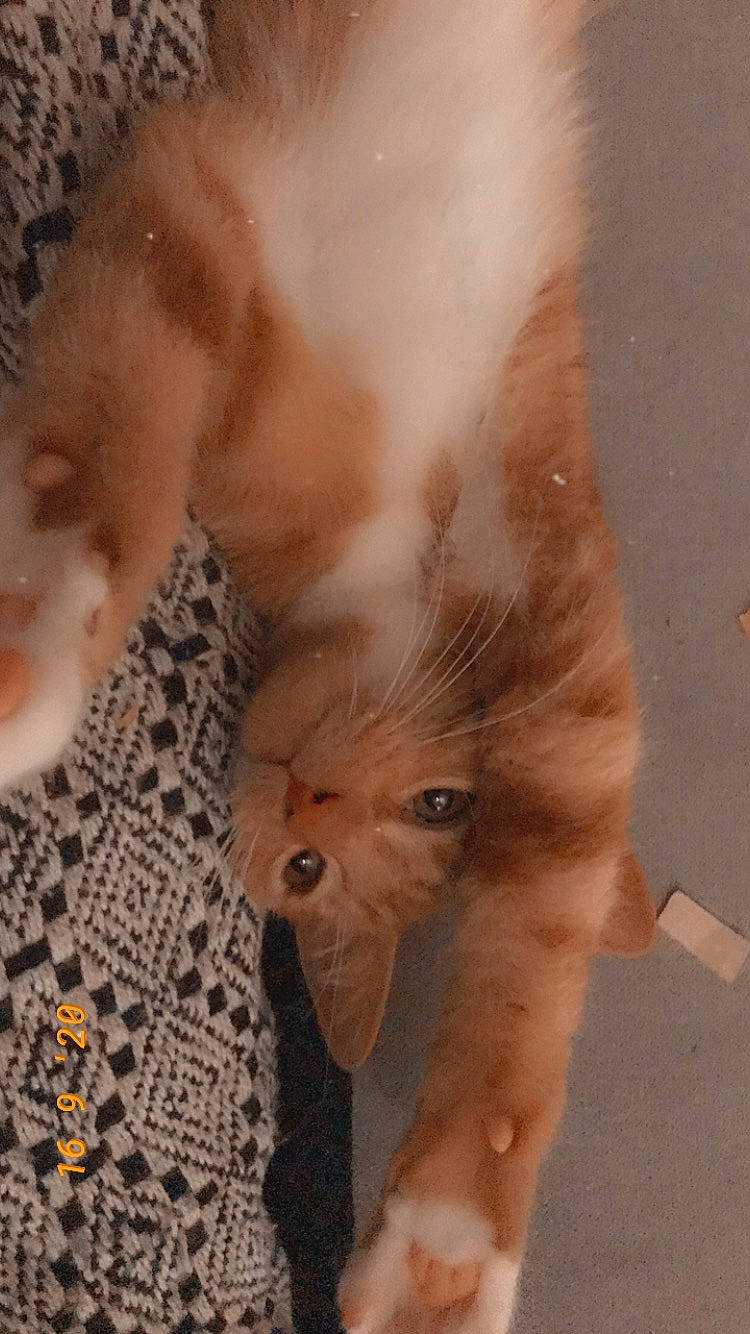 Rio a rejoint le concours — aidez-le/la à gagner de superbes lots ! canidae, carnivore, cat, fawn, felidae, fur, kitten, nose, paw, small_to_medium_sized_cats, snout, tail, whiskers