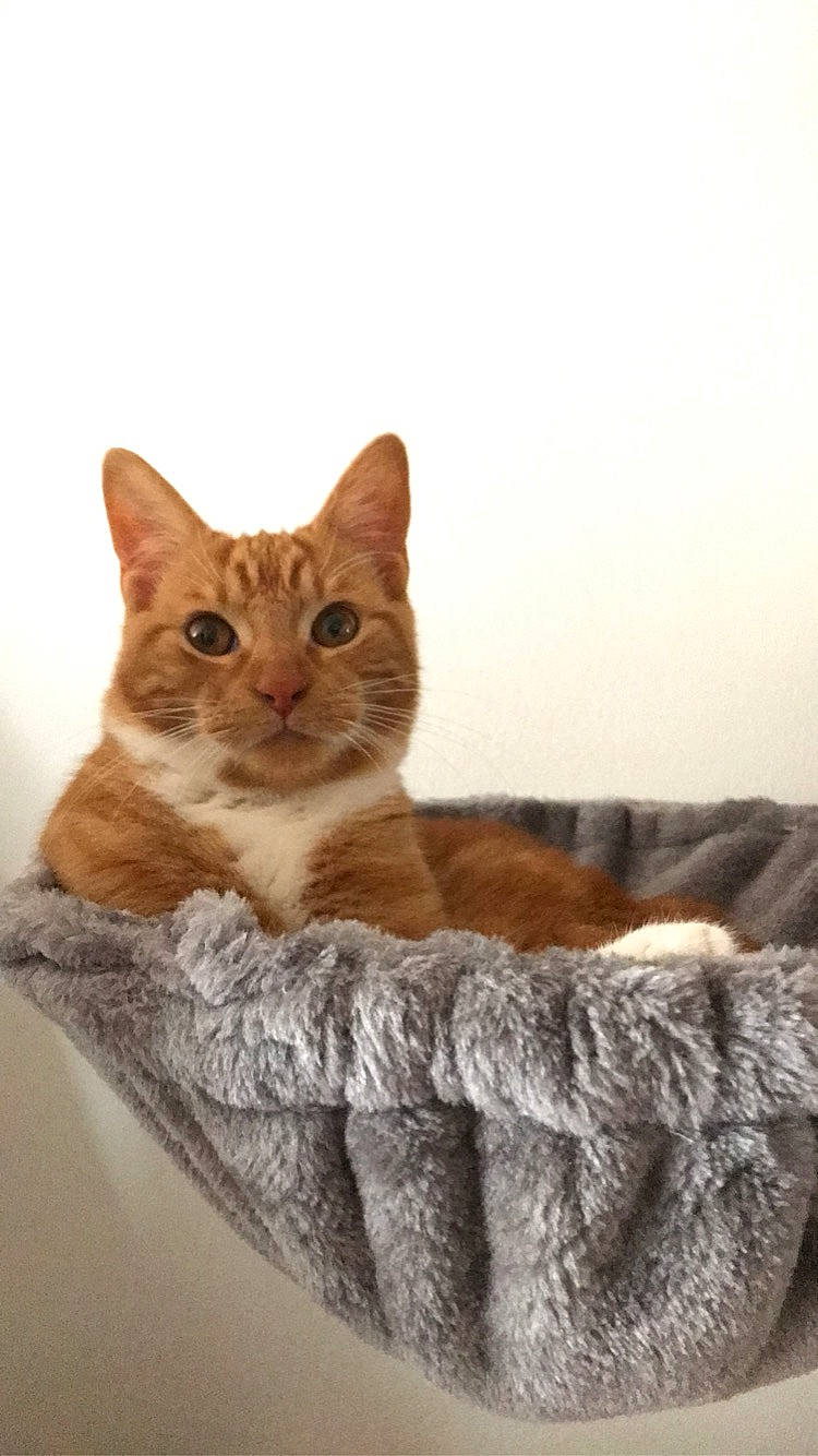 Rio a rejoint le concours — aidez-le/la à gagner de superbes lots ! aegean_cat, arabian_mau, asian, australian_mist, carnivore, cat, cat_bed, cat_supply, chausie, domestic_short_haired_cat, european_shorthair, fawn, felidae, fur, german_rex, kitten, mammal, small_to_medium_sized_cats, tabby_cat, whiskers