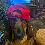 Sugar joined the competition — help win amazing prizes! dog, brown_dog, pet, wearing_hat, red_cap, backward_hat, portrait, sitting, indoors, living_room, brick_fireplace, television, furniture, couch, plant, collar, floppy_ears, long_snout, closeup, funny