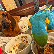 Jeb is registered to the contest to win money with this photo: bloodhound, dog, parrot, bird, blue_bird, yellow_feathers, pet, animal, indoors, bedroom, bed, wooden_headboard, bedding, plates, food, leftovers, dinner, spoon, closeup, portrait