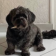 Réglisse a rejoint le concours — aidez-le/la à gagner de superbes lots ! dog, shaggy_dog, black_dog, small_dog, sitting, indoor, bathroom, tile_floor, wall, portrait, pet, canine, floppy_ears, dark_fur, long_fur, looking_at_camera, chewing, object_in_mouth, cute, household