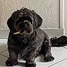 dog, shaggy_dog, black_dog, small_dog, sitting, indoor, bathroom, tile_floor, wall, portrait, pet, canine, floppy_ears, dark_fur, long_fur, looking_at_camera, chewing, object_in_mouth, cute, household
