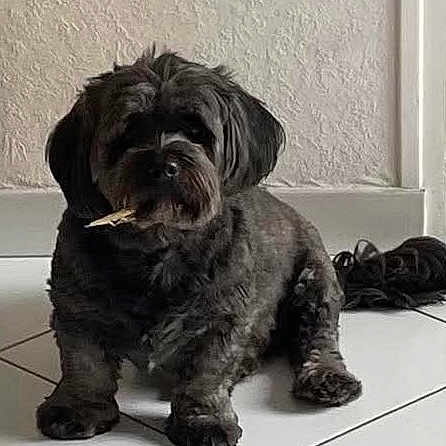 Réglisse a rejoint le concours — aidez-le/la à gagner de superbes lots ! dog, shaggy_dog, black_dog, small_dog, sitting, indoor, bathroom, tile_floor, wall, portrait, pet, canine, floppy_ears, dark_fur, long_fur, looking_at_camera, chewing, object_in_mouth, cute, household