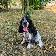 Venus participe au concours pour gagner de l'argent avec cette photo : dog, spaniel, black_and_white, pet, animal, sitting, tongue_out, happy, portrait, outdoors, garden, grass, trees, leaves, backyard, sunlight, long_ears, floppy_ears, collar, harness