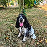 dog, spaniel, black_and_white, pet, animal, sitting, tongue_out, happy, portrait, outdoors, garden, grass, trees, leaves, backyard, sunlight, long_ears, floppy_ears, collar, harness