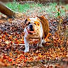 animal, autumn, brown_white, bulldog, dog, face, fall, grass, leaf_litter, leaves, nature, open_mouth, outdoor, pet, portrait, standing, sunlight, tongue, woodland, wrinkles