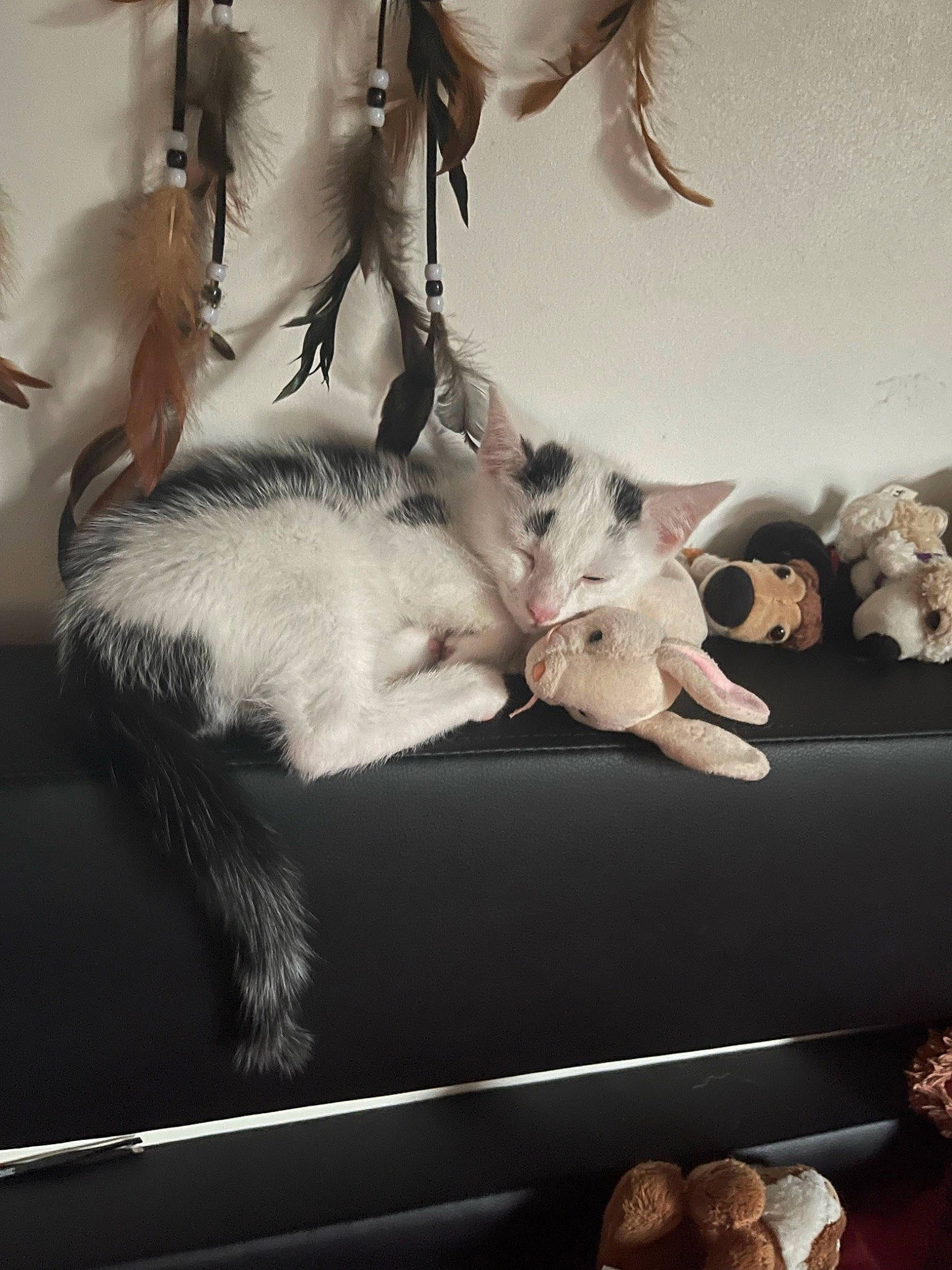 Loki is registered to the contest to win money with this photo: art, canidae, carnivore, cat, claw, cloud, comfort, companion_dog, dog_breed, domestic_short_haired_cat, felidae, fur, gesture, nap, paw, room, small_to_medium_sized_cats, tail, toy, whiskers