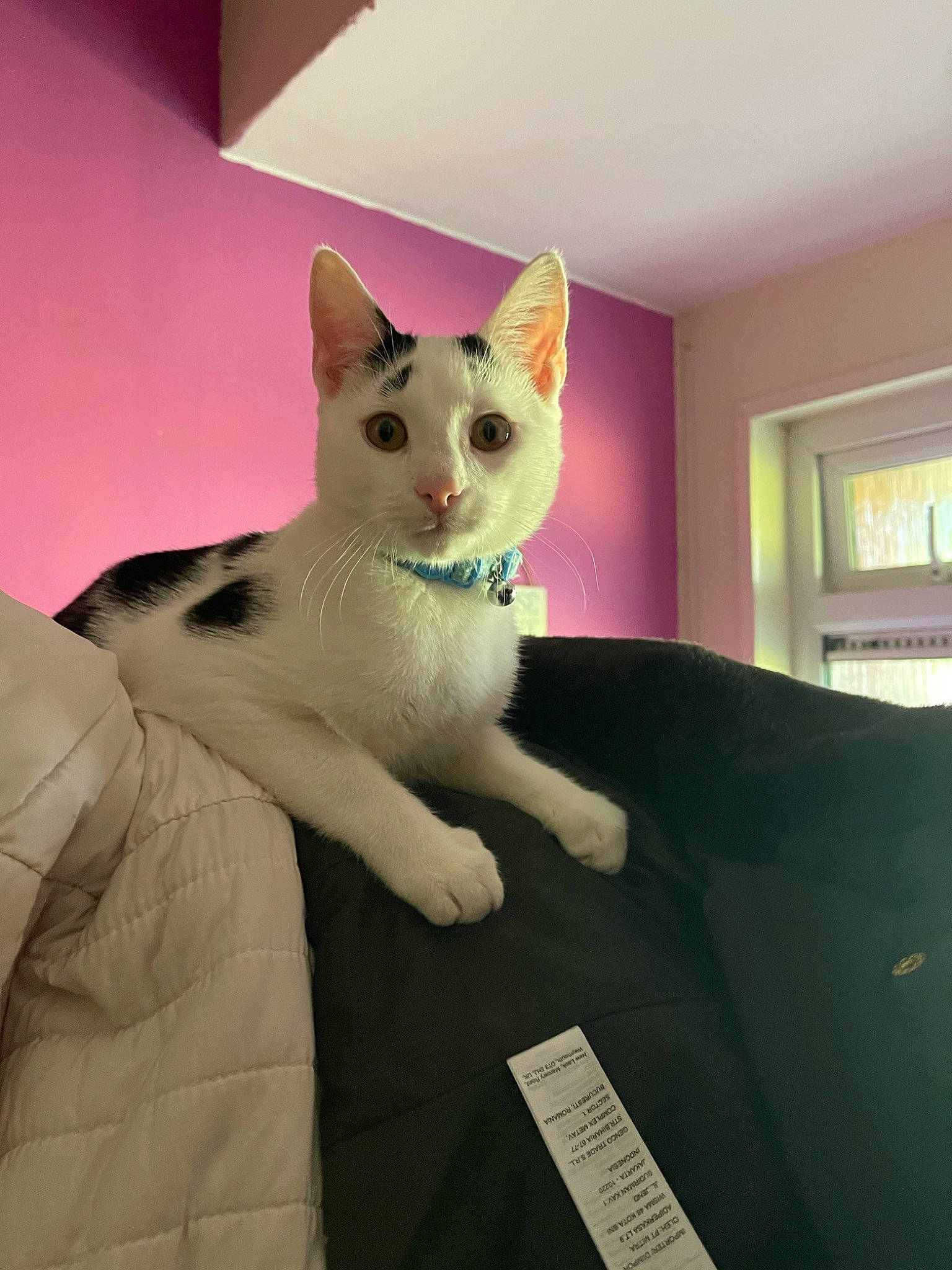 Loki joined the competition — help win amazing prizes! carmine, carnivore, cat, comfort, couch, domestic_short_haired_cat, fawn, felidae, fur, magenta, paw, picture_frame, room, sitting, small_to_medium_sized_cats, snout, tail, whiskers