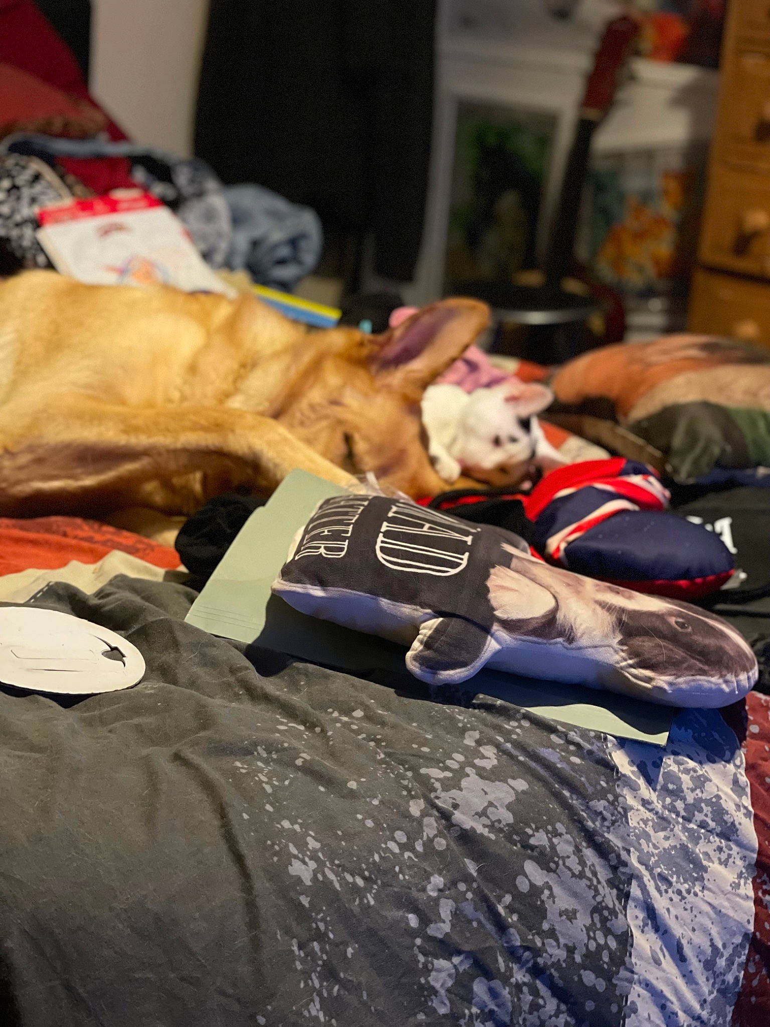 Loki joined the competition — help win amazing prizes! baggage, carmine, comfort, fur, linens, picture_frame, room, sitting, sporting_group, wood, wrist