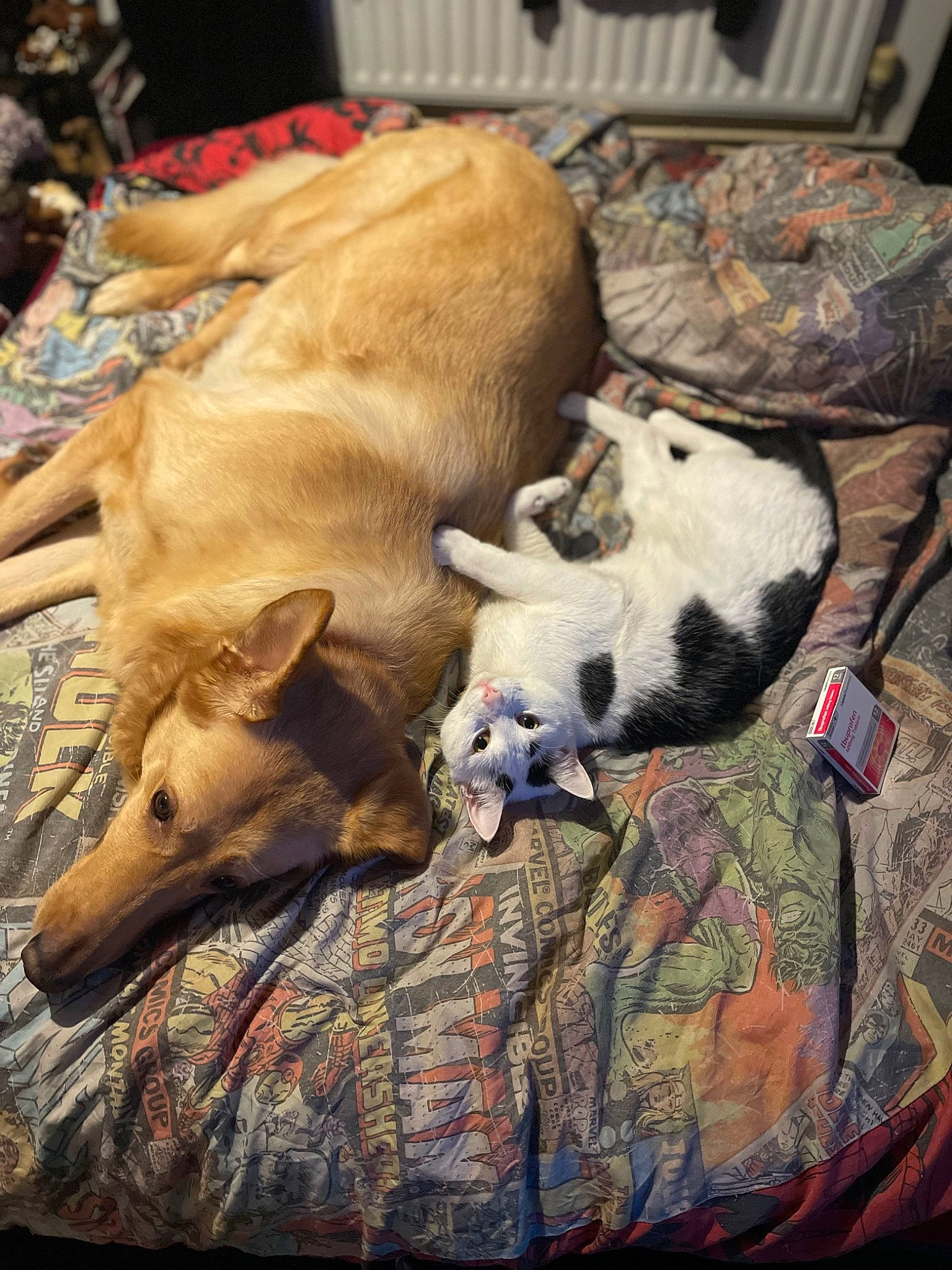 Loki is registered to the contest to win money with this photo: canidae, carnivore, comfort, companion_dog, dog, dog_breed, dog_supply, fawn, felidae, fur, guard_dog, linens, nap, paw, snout, sporting_group, tail, toy_dog, wood, working_animal