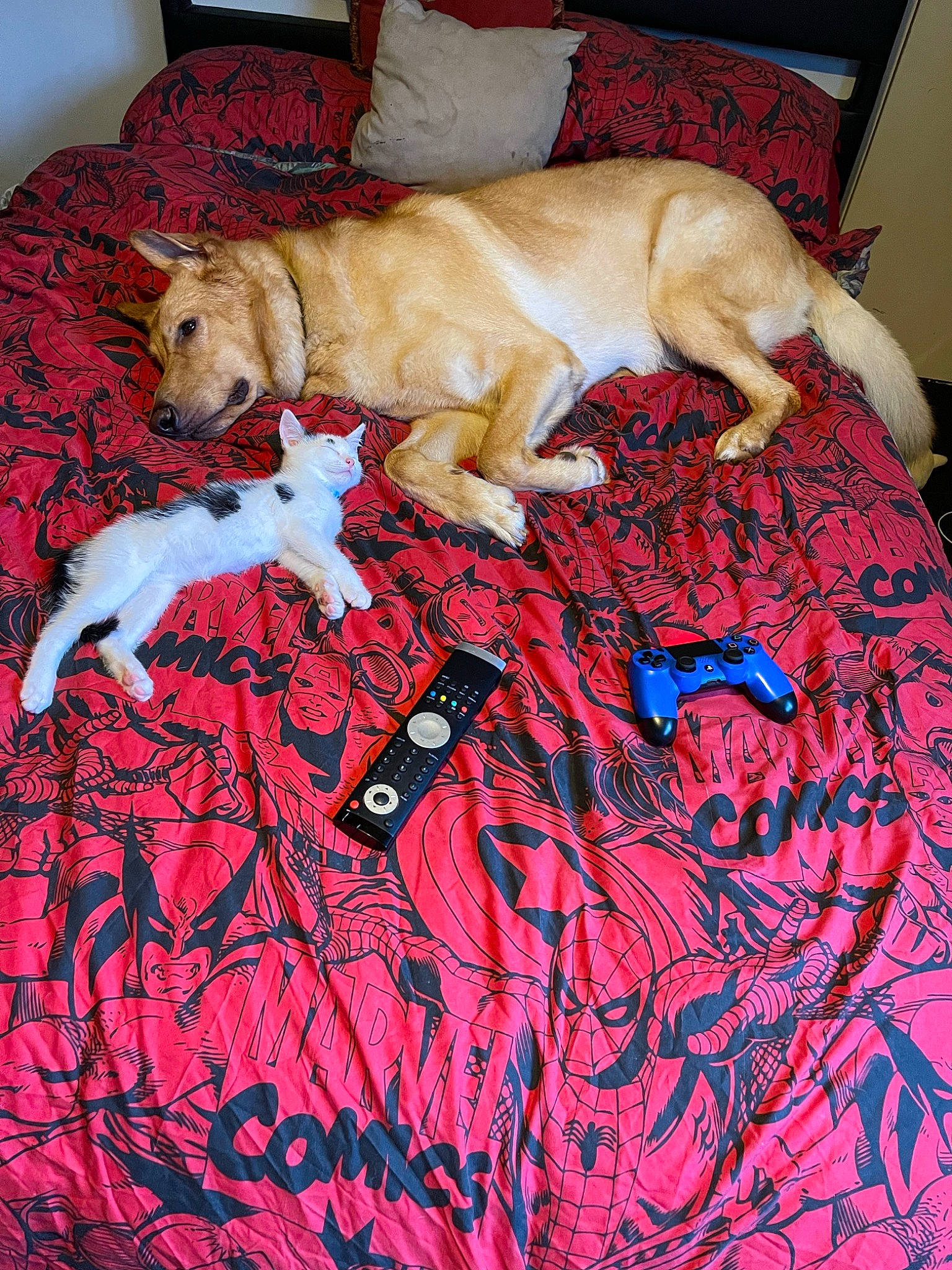 Loki joined the competition — help win amazing prizes! art, bed_sheet, bedding, carnivore, carpet, comfort, companion_dog, dog, dog_breed, fawn, floor, flooring, fur, hardwood, linens, pattern, room, sporting_group, tail, working_animal