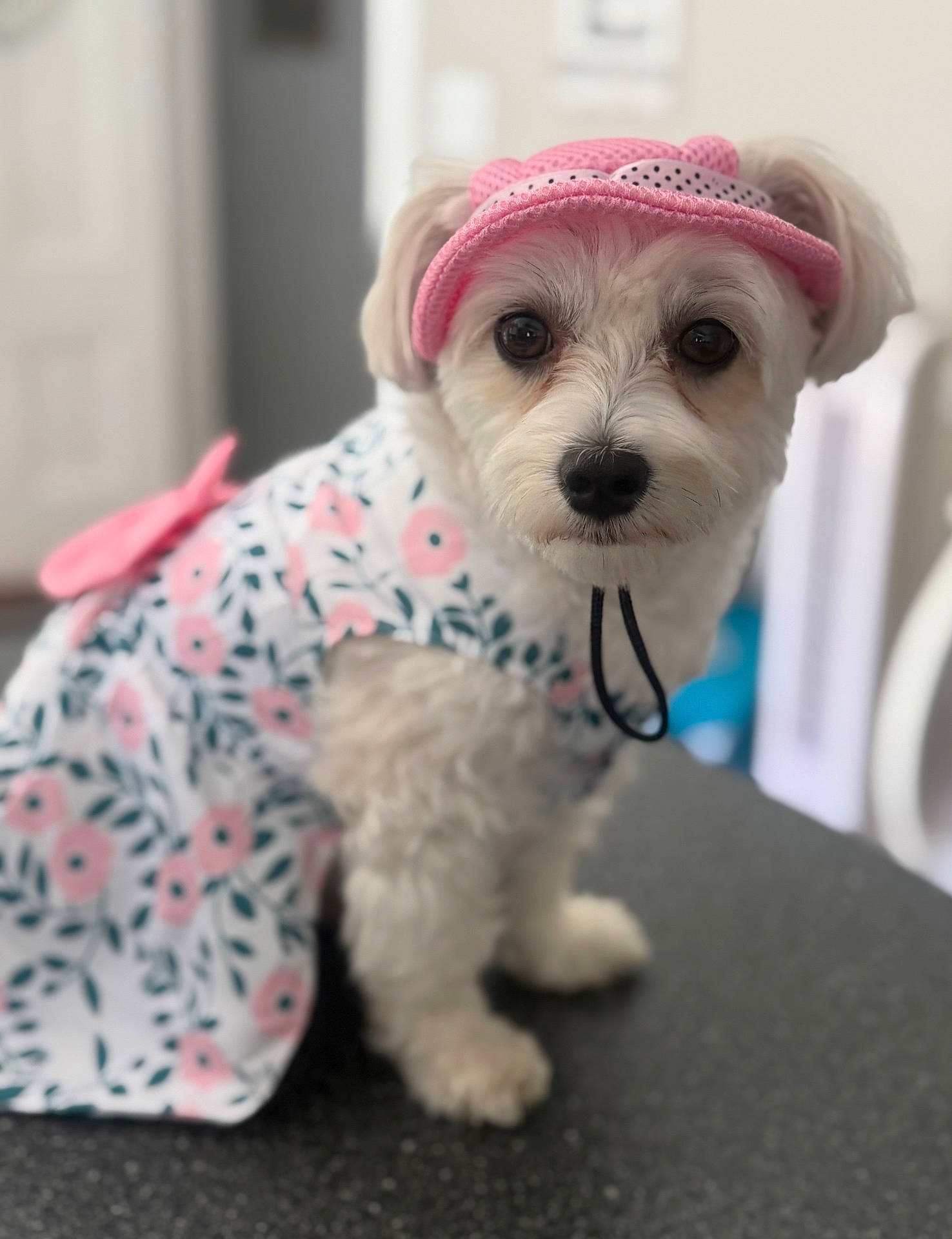 Charly joined the competition — help win amazing prizes! adorable, animal, black_nose, closeup, clothing, cute, dog, dress, ears, eyes, fluffy, hat, indoor, pet, pink, portrait, sitting, small_dog, soft_focus, white_dog