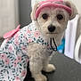 Charly is registered to the contest to win money with this photo: adorable, animal, closeup, clothing, cute, dog, domestic_animal, floral_outfit, fluffy_dog, furry, indoor, looking_at_camera, pet, pink_hat, portrait, sitting, small_dog, table, visor_hat, white_dog