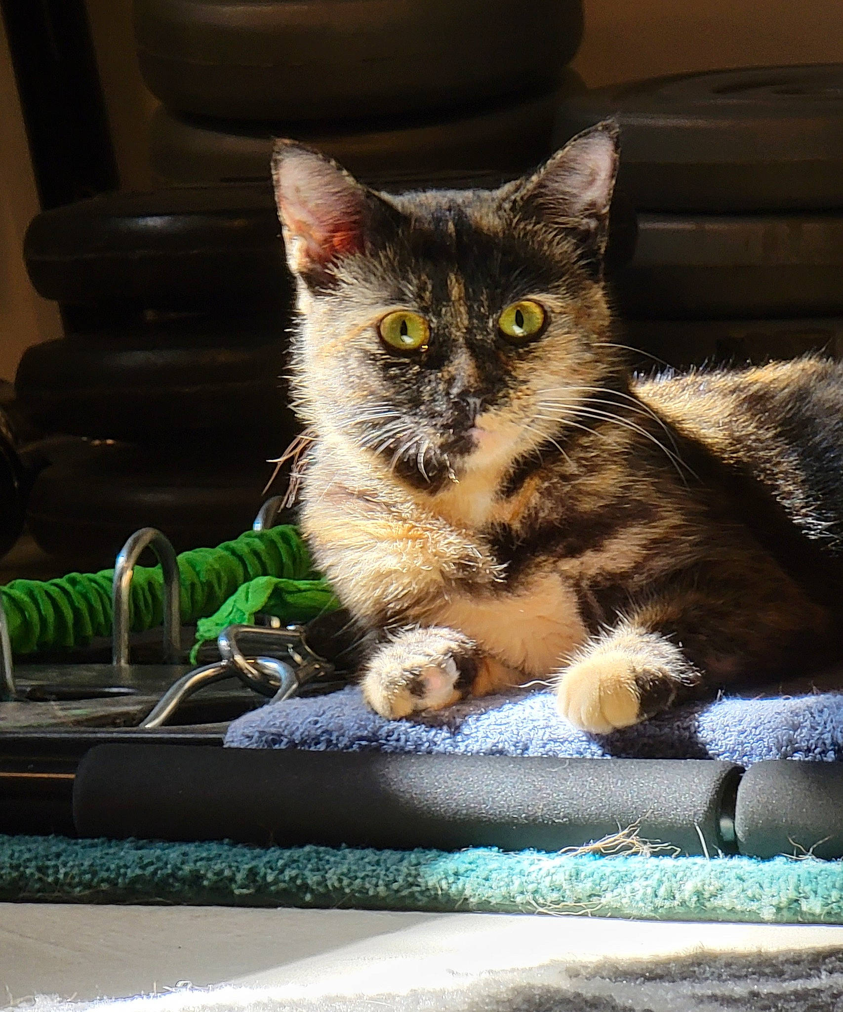 Mitzi joined the competition — help win amazing prizes! box, carnivore, cat, cat_furniture, claw, comfort, couch, domestic_short_haired_cat, felidae, flowerpot, fur, grey, living_room, paw, sitting, small_to_medium_sized_cats, snout, tail, whiskers, window