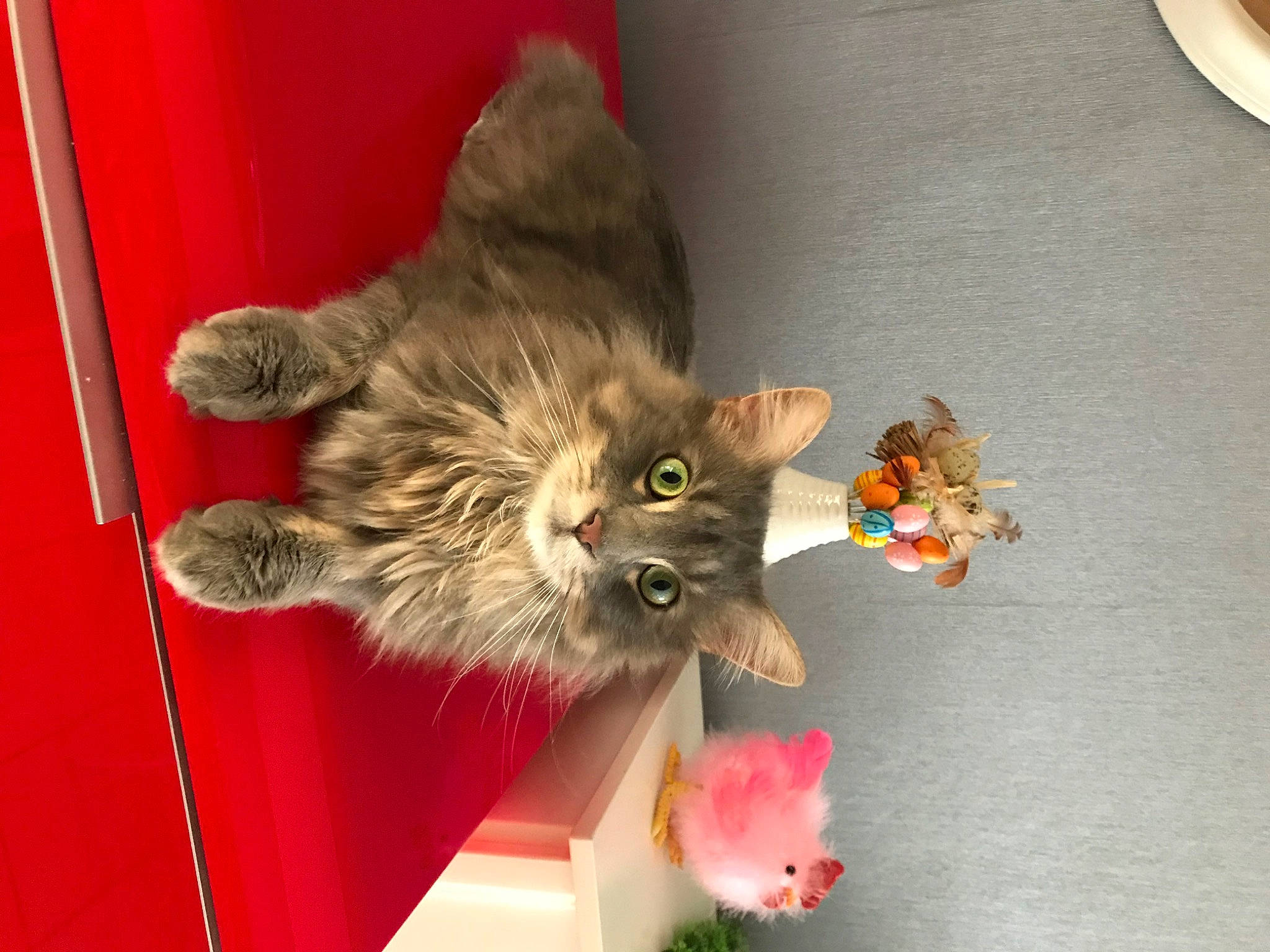 Guismo a rejoint le concours — aidez-le/la à gagner de superbes lots ! carnivore, cat, domestic_short_haired_cat, felidae, kitten, mammal, polydactyl_cat, small_to_medium_sized_cats, whiskers