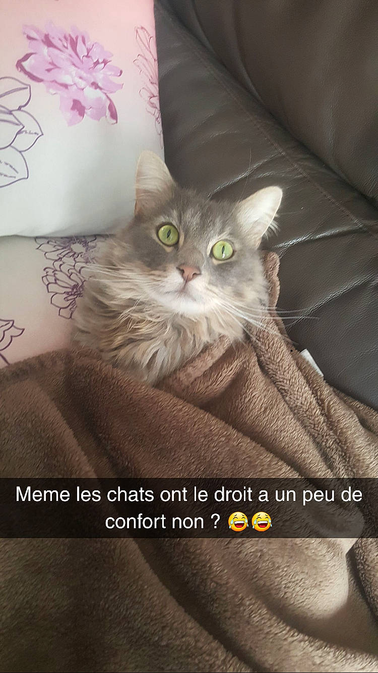 Guismo participe au concours pour gagner de l'argent avec cette photo : asian, british_longhair, british_semi_longhair, carnivore, cat, domestic_short_haired_cat, european_shorthair, felidae, fur, kitten, norwegian_forest_cat, photo_caption, small_to_medium_sized_cats, tabby_cat, whiskers