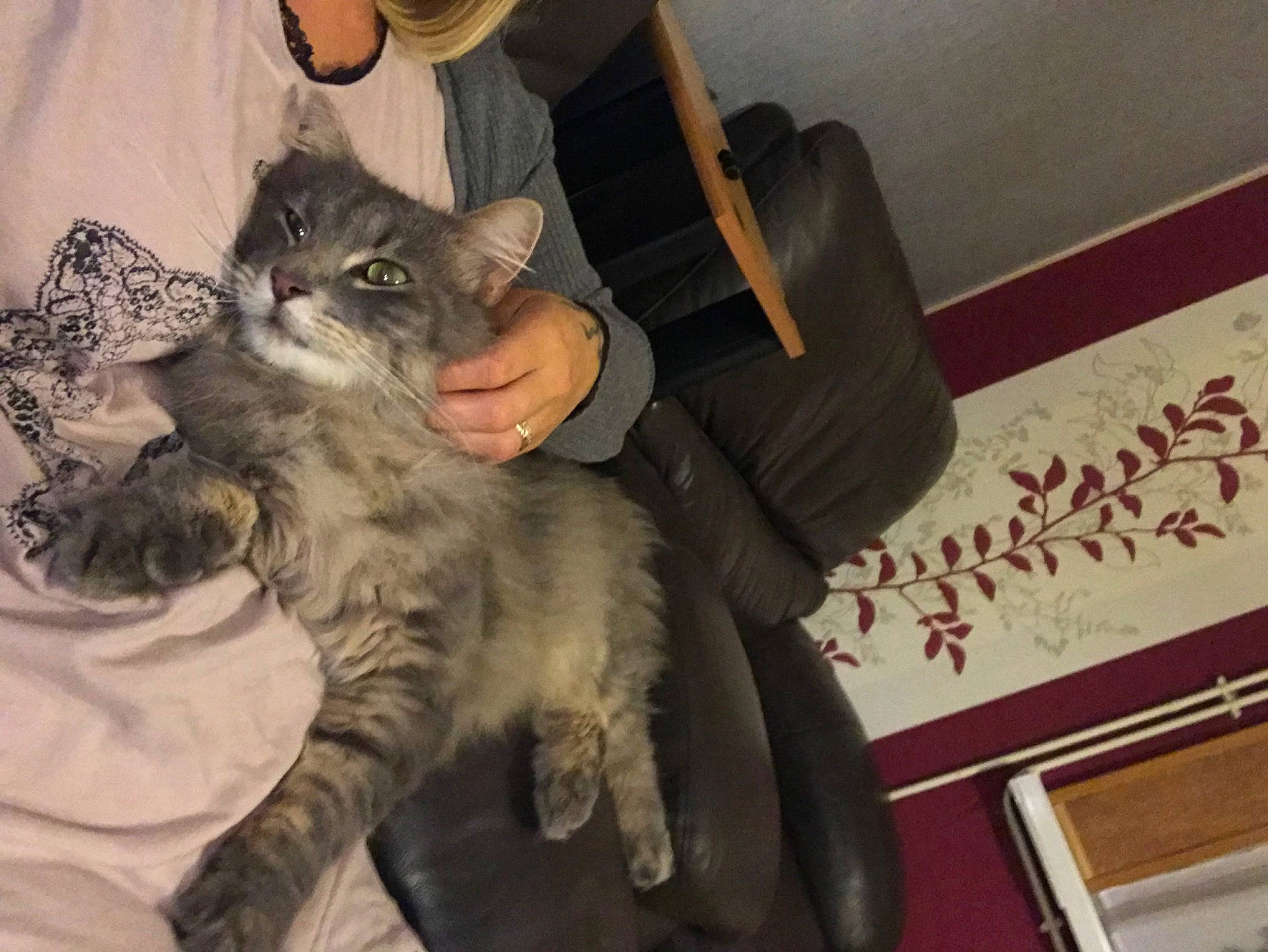 Guismo a rejoint le concours — aidez-le/la à gagner de superbes lots ! american_curl, asian, british_semi_longhair, carnivore, cat, claw, domestic_long_haired_cat, domestic_short_haired_cat, dragon_li, european_shorthair, felidae, fur, kitten, mammal, norwegian_forest_cat, pixie_bob, siberian, small_to_medium_sized_cats, tabby_cat, whiskers