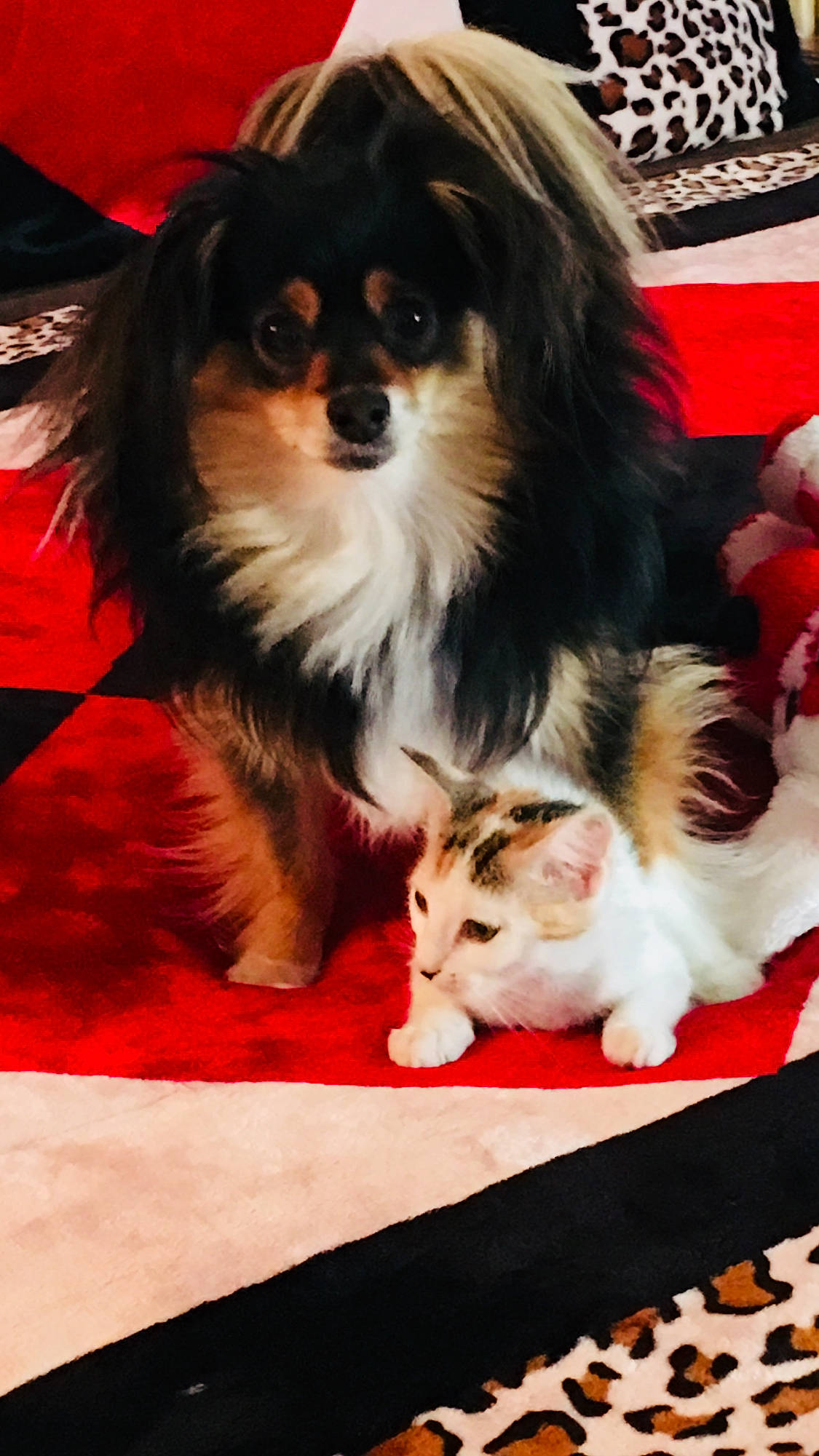 Rudy joined the competition — help win amazing prizes! canidae, carnivore, cat, companion_dog, dog, dog_breed, mammal, puppy, whiskers