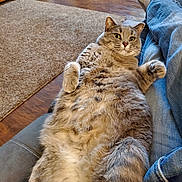 Pheobe joined the competition — help win amazing prizes! carpet, cat, couch, cozy, cute, domestic_animal, fluffy_cat, furniture, indoor, jeans, living_room, looking_at_camera, lying_down, paw, person, pet, relaxed, socks, whiskers, wooden_floor