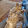 carpet, cat, couch, cozy, cute, domestic_animal, fluffy_cat, furniture, indoor, jeans, living_room, looking_at_camera, lying_down, paw, person, pet, relaxed, socks, whiskers, wooden_floor