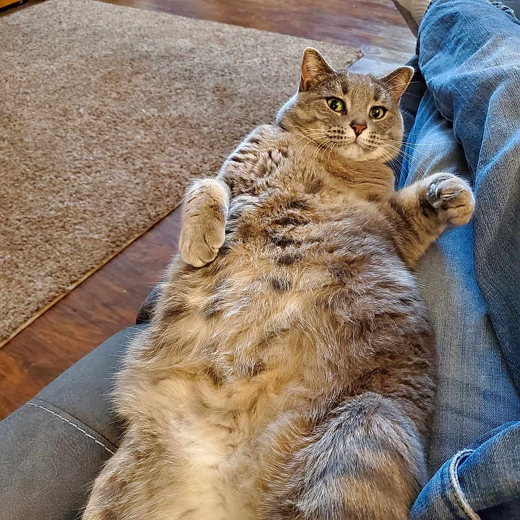 Pheobe