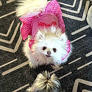 Chichi is registered to the contest to win money with this photo: dog, white_dog, small_dog, pink_outfit, polka_dot, fluffy, carpet, patterned_carpet, indoor, pet, cute, adorable, looking_up, two_dogs, fur, tail, dog_clothing, animal, companion, playful