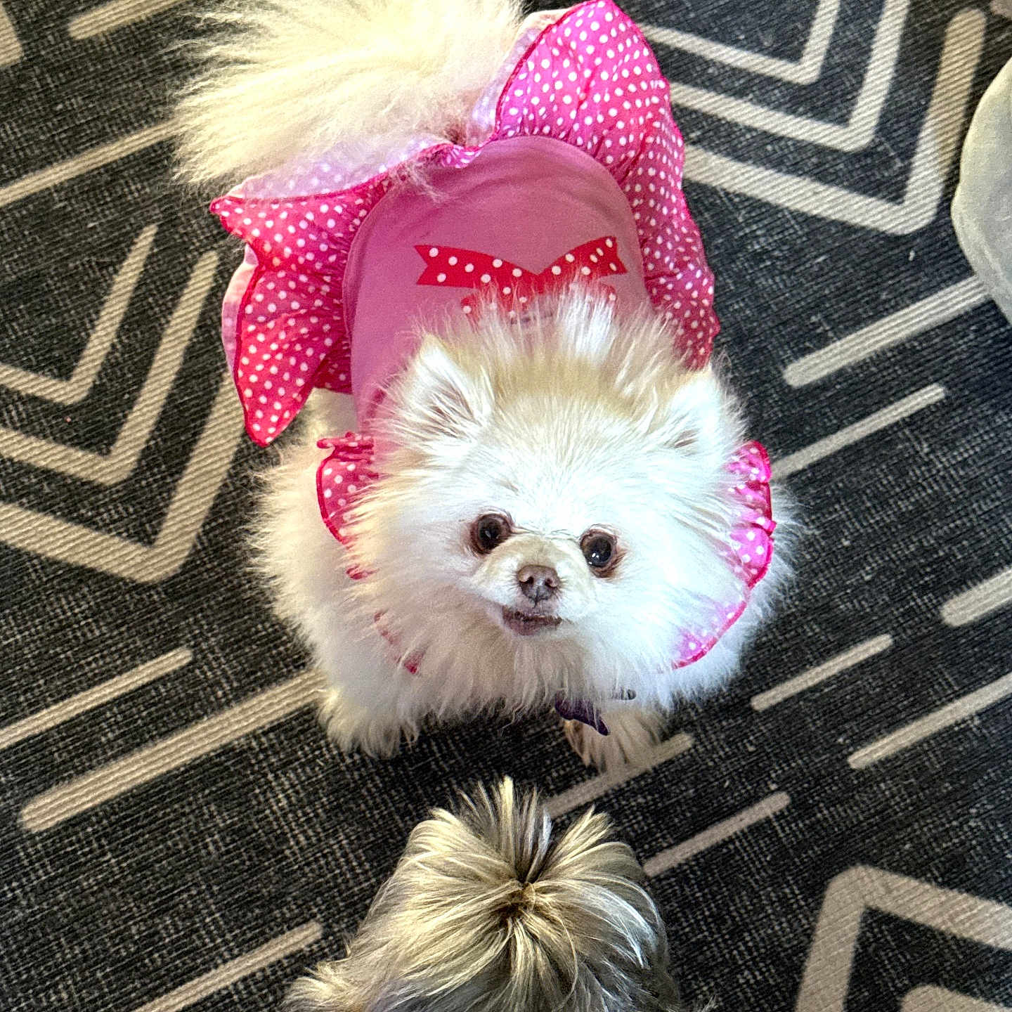 Chichi is registered to the contest to win money with this photo: dog, white_dog, small_dog, pink_outfit, polka_dot, fluffy, carpet, patterned_carpet, indoor, pet, cute, adorable, looking_up, two_dogs, fur, tail, dog_clothing, animal, companion, playful