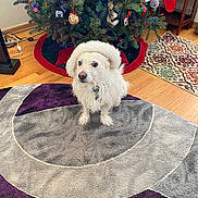 Scruffy is registered to the contest to win money with this photo: animal, canine, christmas, christmasdecorations, christmastree, conifer, dog, dogbed, eskimodog, festival, homedecor, pet, plant, pottedplant, puppy, rug, sphere, terrier, tree, whitedog
