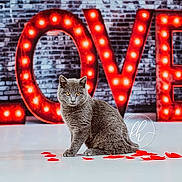 Biscuit joined the competition — help win amazing prizes! cat, gray_cat, pet, animal, indoor, love_sign, red_lights, brick_wall, wooden_frame, floor, red_petals, romantic, portrait, cute, feline, sitting, decor, lighting, background, studio