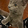 Biscuit joined the competition — help win amazing prizes! kitten, gray_cat, pet, animal, yellow_eyes, fur, whiskers, curious, indoor, floor, cozy, closeup, mammal, cute, young_animal, paw, looking_up, domestic_cat, feline, soft