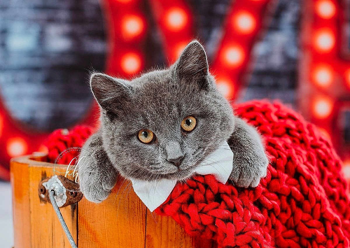 Biscuit is registered to the contest to win money with this photo: cat, gray_cat, wooden_bucket, red_blanket, bow_tie, close_up, pet, feline, golden_eyes, knit_blanket, cozy, portrait, cute, indoors, background_lights, warm_colors, animal, fur, resting, domestic_cat