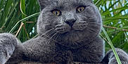 Biscuit joined the competition — help win amazing prizes! cat, gray_cat, brick_wall, green_grass, outdoor, animal, pet, curious, close_up, whiskers, ears, paws, nature, blue_sky, feline, looking, alert, daytime, mammal, portrait