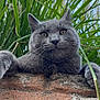 cat, gray_cat, brick_wall, green_grass, outdoor, animal, pet, curious, close_up, whiskers, ears, paws, nature, blue_sky, feline, looking, alert, daytime, mammal, portrait