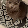 Biscuit joined the competition — help win amazing prizes! cat, grey_cat, pet, animal, indoor, floor, patterned_floor, bathroom, curious, whiskers, tail, ears, eyes, looking_up, cute, feline, domestic_cat, closeup, sitting, household
